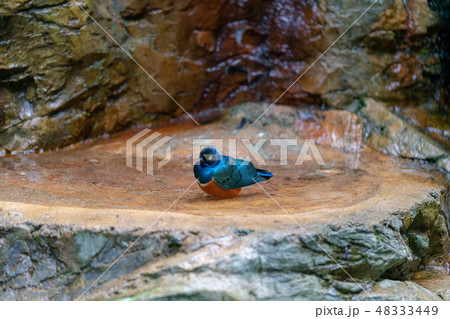 ツキノワテリムク 48333449