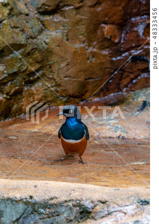 ツキノワテリムク ツキノワテリムク 48333456