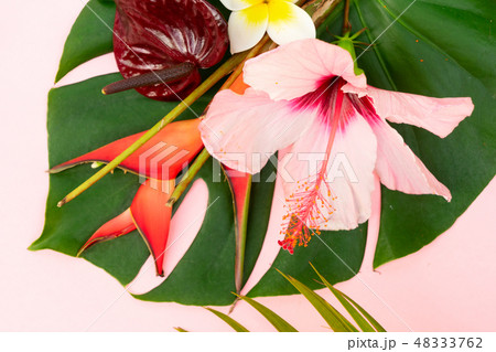 Tropical green leaves 48333762