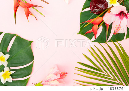 Tropical green leaves 48333764