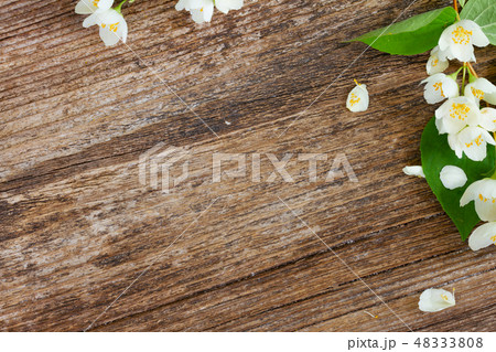 Mock orange flowers 48333808