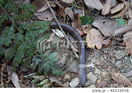 イイヅカミミズ イイヅカミミズ 48333938