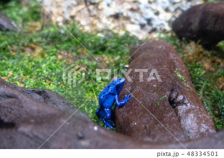 ヤドクガエル ヤドクガエル 48334501