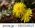 春先のセイヨウタンポポ 48334915