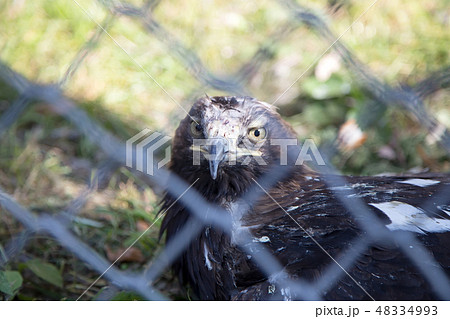 Wild bird Black griffon (black vulture) 48334993