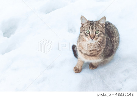 Street cat on the snow 48335148