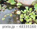 修練 水生植物 花 48335160