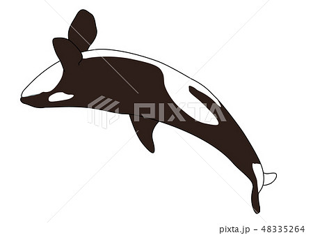 シャチのイラスト素材