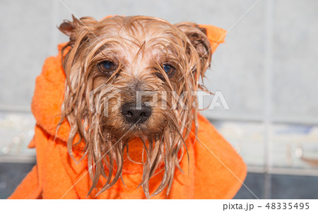 Little wet Yorkshire terrier with orange towel 48335495