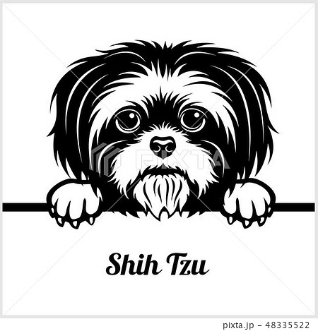 Shih Tzu - Peeking Dogs - - breed face head isolated on white 48335522