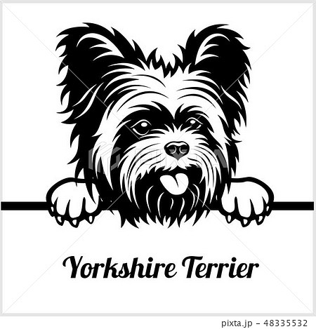 Yorkshire Terrier Peeking Dogs Breed Face のイラスト素材