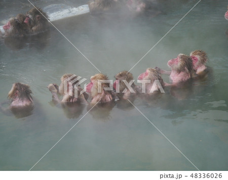 気持ちよさそうに並んで温泉に浸かるサル達 気持ちよさそうに並んで温泉に浸かるサル達 48336026