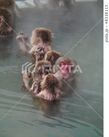 気持ちよさそうに温泉に浸かるサル達 気持ちよさそうに温泉に浸かるサル達 48336115