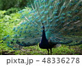 羽を広げて威嚇する孔雀 48336278