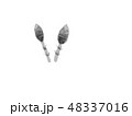 ツクシ 48337016