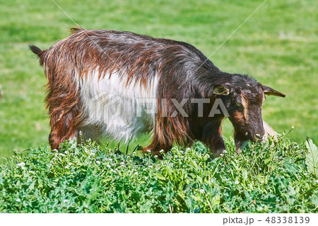 Goat Eating Grass 48338139