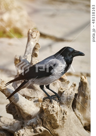 Crow on the Snag 48338163