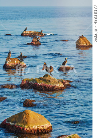 Cormorants on the Rocks 48338177