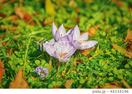 Saffron Crocus Blooming Saffron Crocus Blooming 48338196
