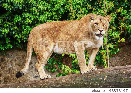 Lioness on the Log 48338197