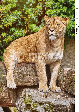 Lioness on the Log 48338198