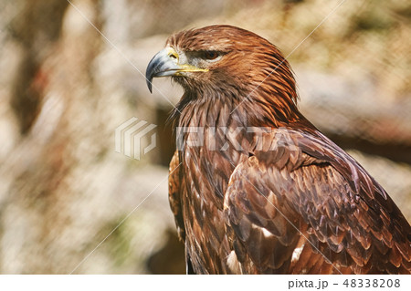 Portrait of Eagle 48338208