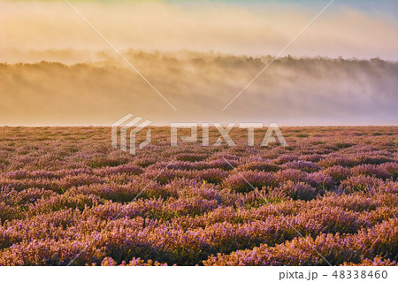 Lavender Field in the Morning 48338460