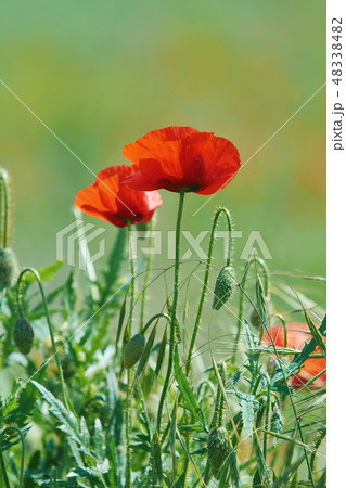 Poppy Flowers in Grass Poppy Flowers in Grass 48338482