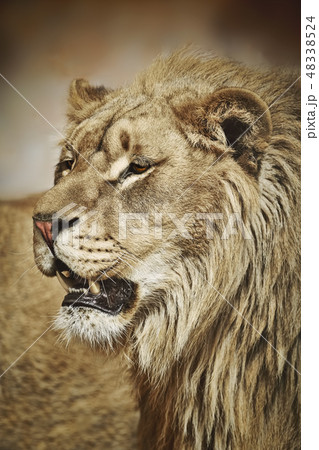 Portrait of Lion 48338524