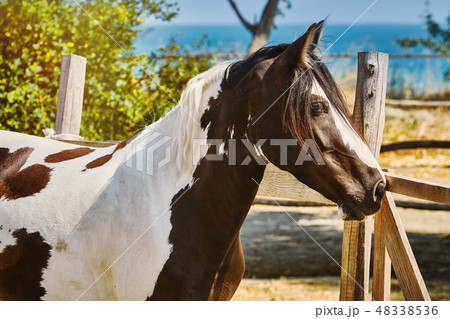 Portrait of Horse Portrait of Horse 48338536