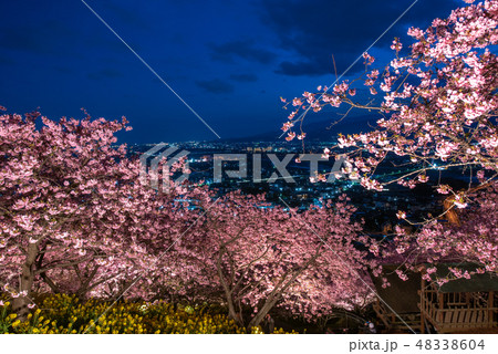 松田山ハーブガーデン 河津桜 ライトアップ 松田山ハーブガーデン 河津桜 ライトアップ 48338604