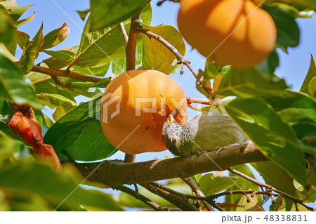 Sparrow Eats Persimmon Sparrow Eats Persimmon 48338831