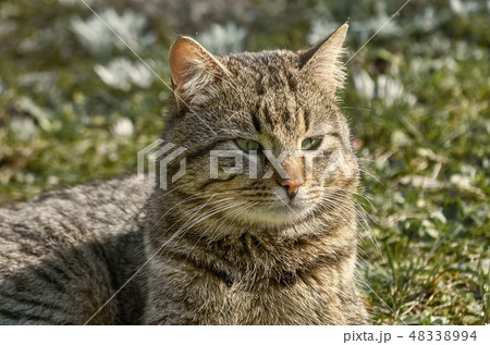Cat on the Lawn Cat on the Lawn 48338994