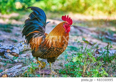 Rooster (Gallus Gallus Domesticus) 48338995