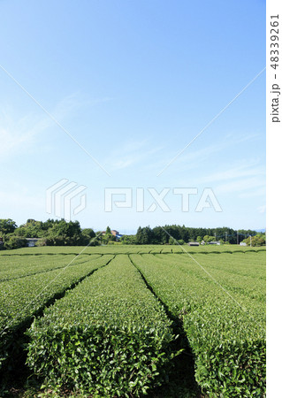 茶畑 茶畑 48339261