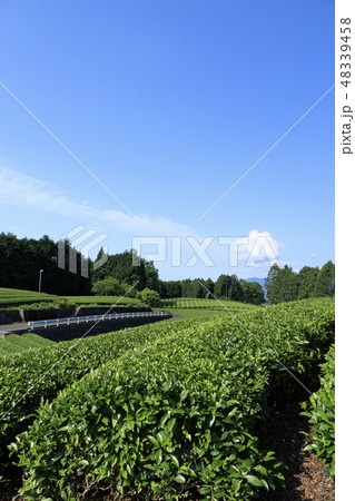 茶畑 48339458