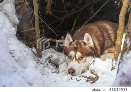 Resting Husky breed dog portrait in winter forest 48339553