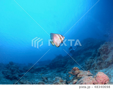 石垣島 アカククリ 石垣島 アカククリ 48340698