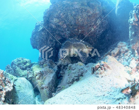 ハワイ島 ウミガメ ハワイ島 ウミガメ 48340848