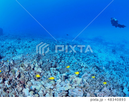 ハワイ島 ダイビング ハワイ島 ダイビング 48340893