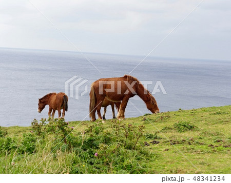 与那国島　与那国馬 48341234