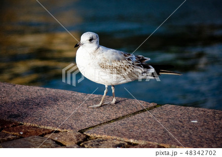 Seagull portrait against sea shore. Close up view of white bird seagull sitting by embankment 48342702