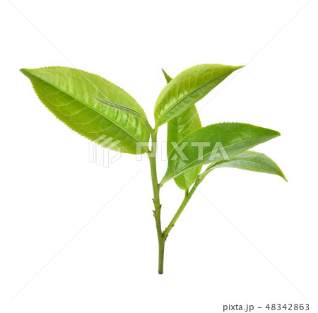 Green tea leaf isolated on white background 48342863