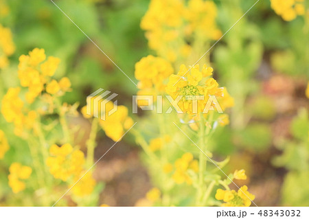 菜の花　春色 48343032