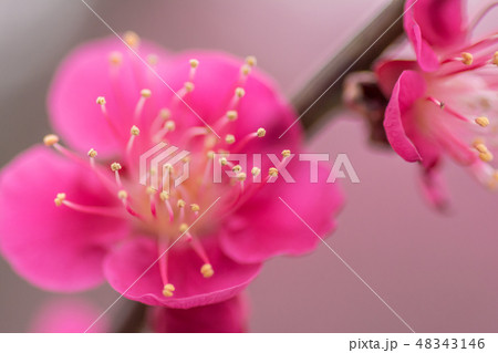紅梅の画像 48343146