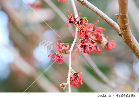 紅花万作の花 紅花万作の花 48343298
