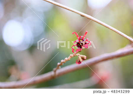 紅花万作の花 48343299
