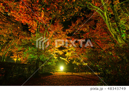 もみじ園、長岡、新潟県、日本 48343749