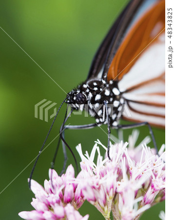 蜜を吸うアサギマダラ 蜜を吸うアサギマダラ 48343825