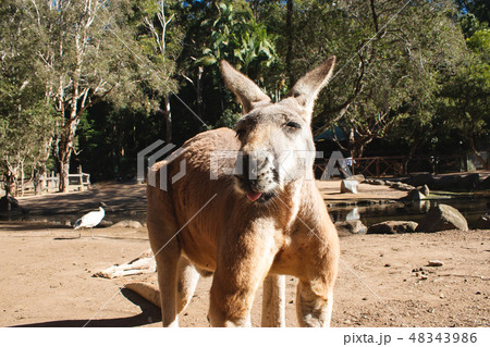 オーストラリアの動物 人気者のカンガルー  48343986